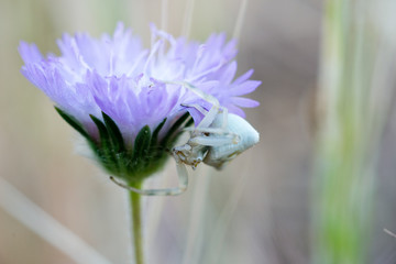 spider on a flower