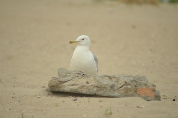 Sea gulls on the sandy shore