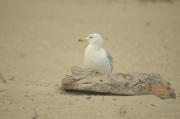 Sea gulls on the sandy shore