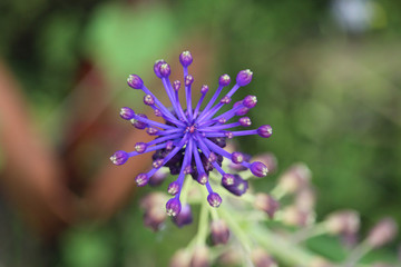 purple flower Leopoldia comosa 