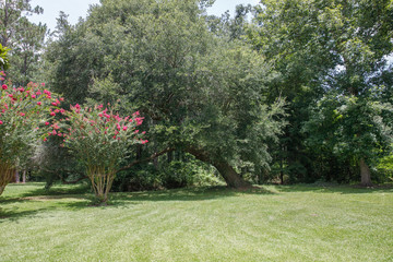 Fototapeta na wymiar Large lush lot backyard of American house in the suburbs with flowering trees