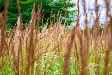 Fototapeta premium Golden grass