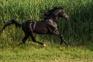 free black stallion trotting in a meadow
