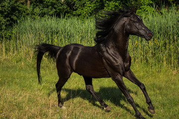 Obraz na płótnie Canvas Brown horses trot free in a meadow