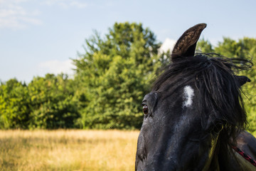 Closeup of a black stallion