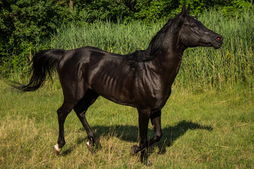 Free black stallion trotting in a meadow