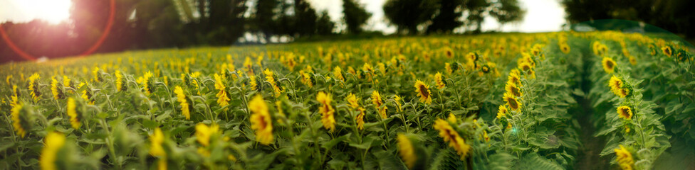  sunflower field panorama with sun flare