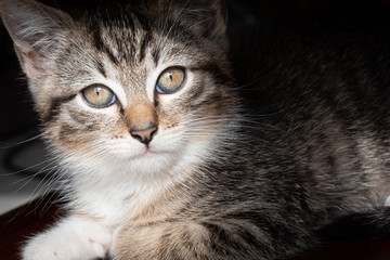 chaton