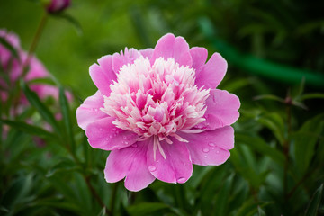 Pink tender peony on a bush