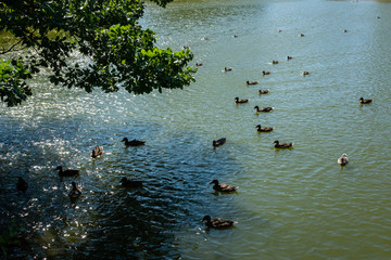 Groupe de canards sur l'eau qui se rassemblent sous des feuillages