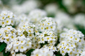 Blossoming cherry Branches soft focus on gentle light background in sunlight. Beautiful floral...