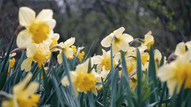 Narzisse im Park