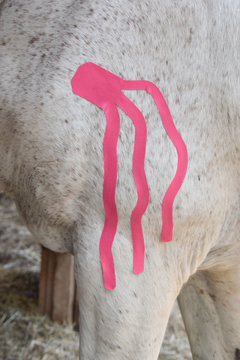 Taping am Pferd