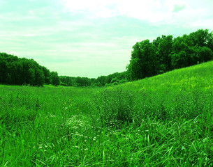 summer lawn. grass is green, the sky is clouds. country view.