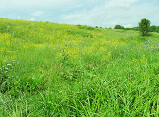 Fototapeta premium summer lawn. grass is green, the sky is clouds. country view.