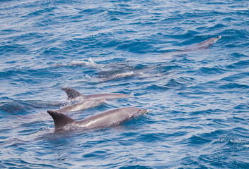 Blue sea water with wild dolphins