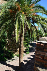 Palm tree in the castle