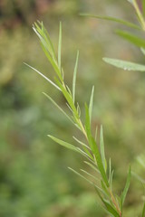 Französischer Estragon (Artemisia dracunculus v. sativa)