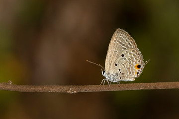 Image of plain cupid butterfly(Chilades pandava) on brown branch on a natural background. Insect. Animal.