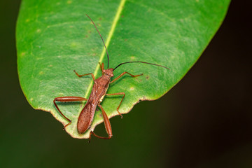 Image of Groundnut Bug, Acanthocoris sordidus (Coreidae) on green leaves. Insect. Animal.