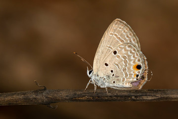 Image of plain cupid butterfly(Chilades pandava) on brown branch on a natural background. Insect. Animal.