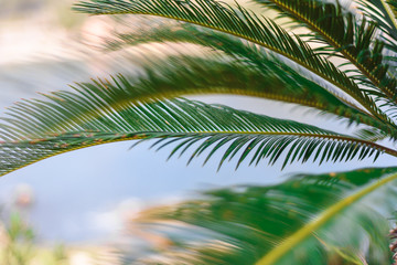 palm green leaves pattern on seaside. Tropical palm plant green nature or save environmental concept.