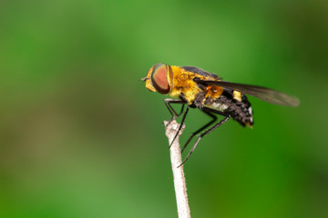 Image of hoverfly(Syrphidae) on branch on a natural background. Insect. Animal.