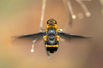 Image of hoverfly(Syrphidae) on branch on a natural background. Insect. Animal.