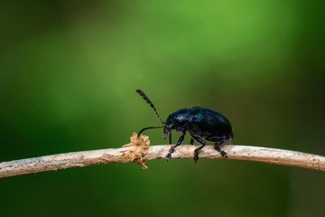 Image of blue milkweed beetle(Chrysochus pulcher Baly) on brown branch on a natural background. Insect. Animal.