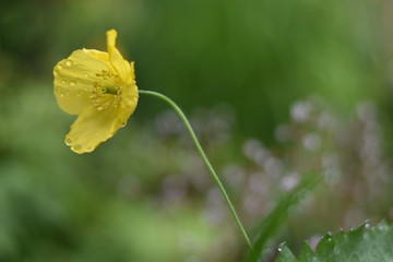 Gelber Mohn (Dicranostigma franchetianum)