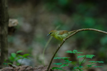 Pin-striped Tit Babbler in forest Thailand