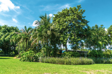 Fototapeta premium palm trees in park