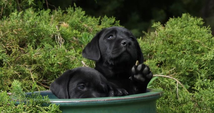Black Labrador Retriever, Puppies Playing in a Flowerpot, Normandy, Slow Motion 4K