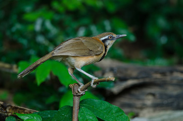Lesser Necklaced Laughingthrush perching on branch in nature