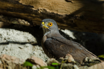 Crested goshawk in the nature