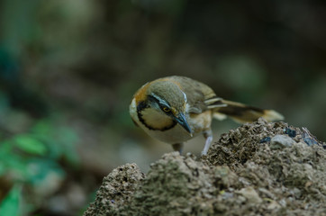 Lesser Necklaced Laughingthrush perching on branch in nature