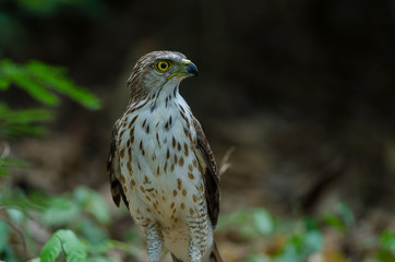 Crested goshawk in the nature