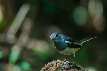Oriental magpie robin (Copsychus saularis) on branch