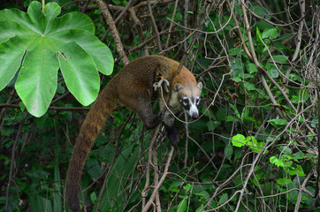 Brown coati on a branch