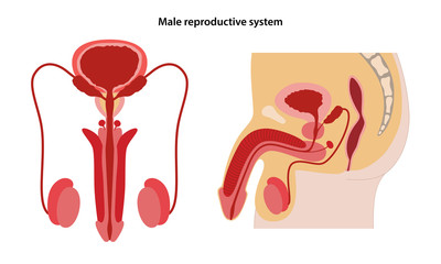 Male reproductive system. Anterior and lateral views. Vector illustration in flat style over white background.