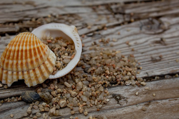 shells on the beach
