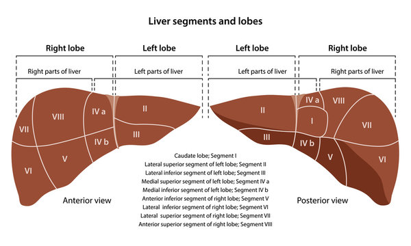 Anatomy Of The Human Liver With Description Of The Segments And Lobes. Anterior And Posterior Views. Vector Illustration In Flat Style Isolated Over White Background.