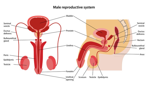 5,810 BEST Male Reproductive System IMAGES, STOCK PHOTOS & VECTORS | Adobe  Stock
