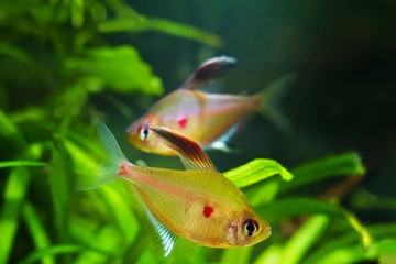 couple of popular ornamental blackwater fish bleeding heart tetra, Hyphessobrycon socolofi, originated from Rio Negro, Amazonia, spawn in natural biotope aquarium