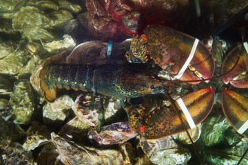 fresh live lobster with big tied claws and edible oysters, Ostrea edulis on sale in fish store aquarium, expensive and healthy delicatessen seafood for epicures