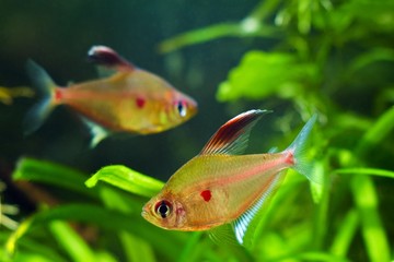 couple of bleeding heart tetra, Hyphessobrycon socolofi, popular ornamental blackwater fish from...