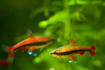 pencilfish male and female, Nannostomus beckfordi red, Brazilian ornamental blackwater fish from Rio Negro spawning in nature biotope aquarium