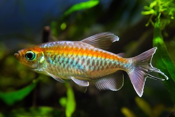Congo tetra, Phenacogrammus interruptus, endemic of African Congo river basin, popular ornamental...