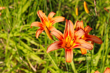 Obraz premium colorful flowers in springtime