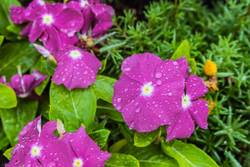 Pervinca coltivata in vaso